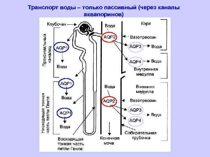 Транспорт воды – только пассивный (через каналы аквапоринов) 