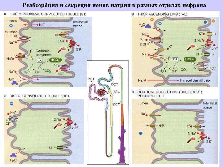 Реабсорбция и секреция ионов натрия в разных отделах нефрона 