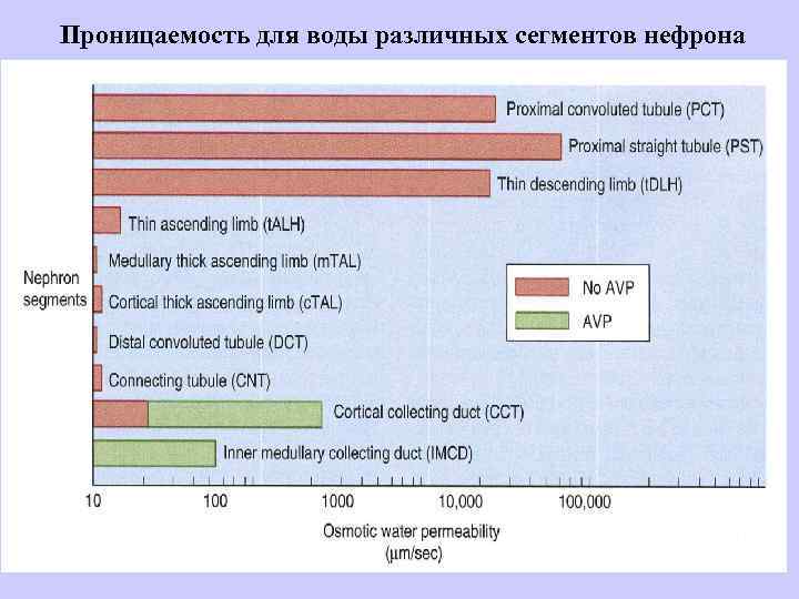 Проницаемость для воды различных сегментов нефрона 