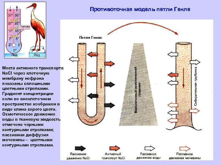 Противоточная модель петли Генле Петля Генле Места активного транспорта Na. Cl через клеточную мембрану