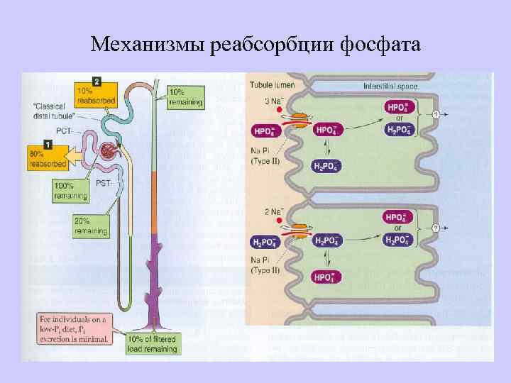 Механизмы реабсорбции фосфата 