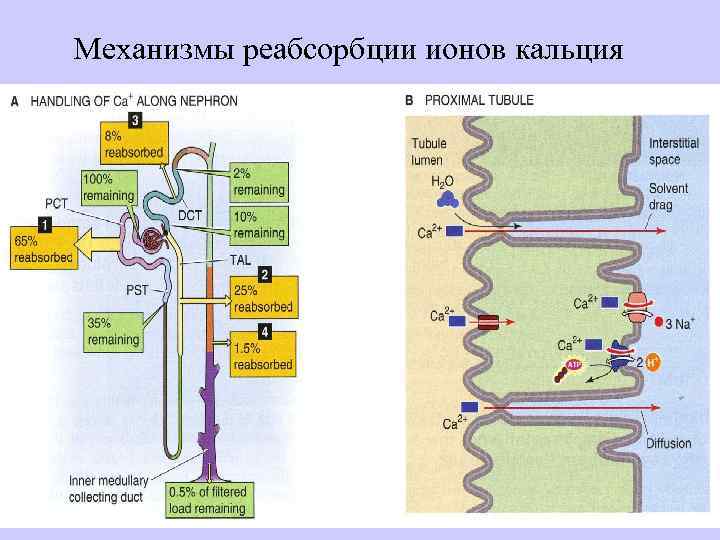 Процесс секреции происходит в. Механизм реабсорбции ионов натрия. Механизм реабсорбции кальция в почках. Схема регуляции реабсорбции. Канальцевая реабсорбция физиология схема.