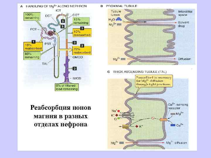 Реабсорбция ионов магния в разных отделах нефрона 