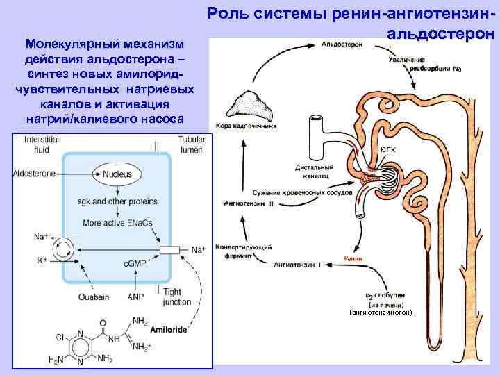 Молекулярный механизм действия альдостерона – синтез новых амилоридчувствительных натриевых каналов и активация натрий/калиевого насоса