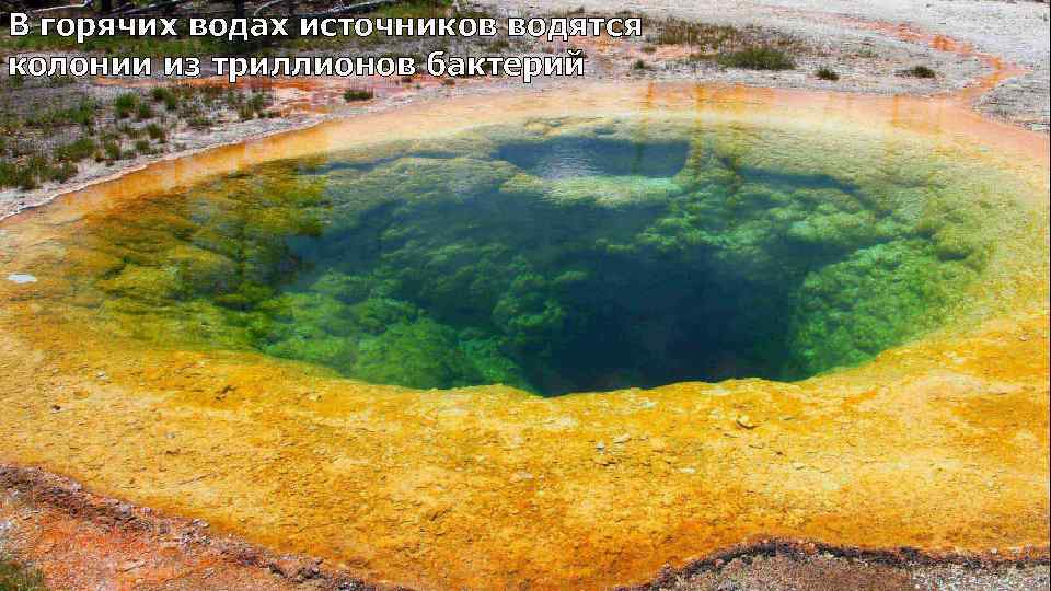 В горячих водах источников водятся колонии из триллионов бактерий 