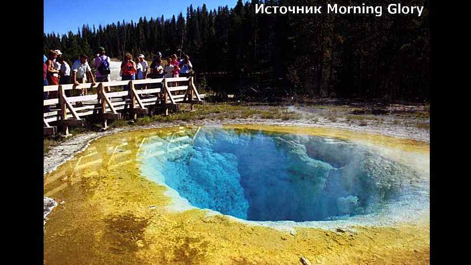 Источник Morning Glory 