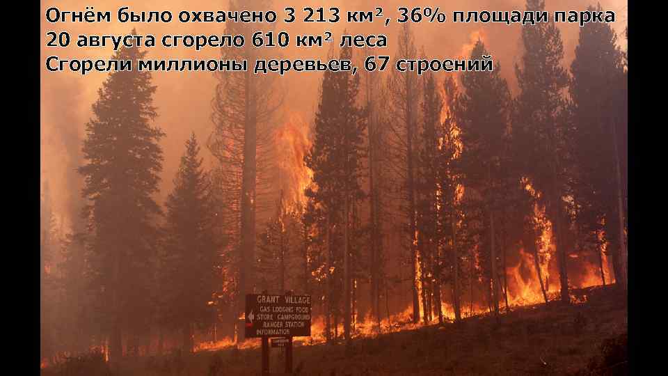 Огнём было охвачено 3 213 км², 36% площади парка 20 августа сгорело 610 км²