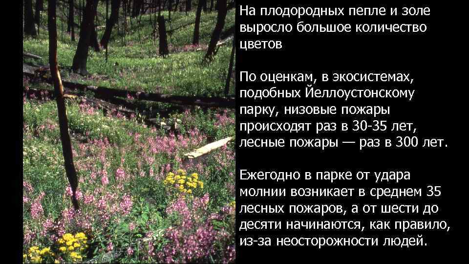 На плодородных пепле и золе выросло большое количество цветов По оценкам, в экосистемах, подобных