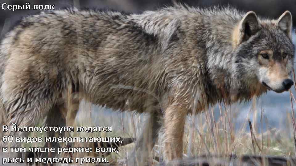 Серый волк В Йеллоустоуне водятся 60 видов млекопитающих, в том числе редкие: волк, рысь