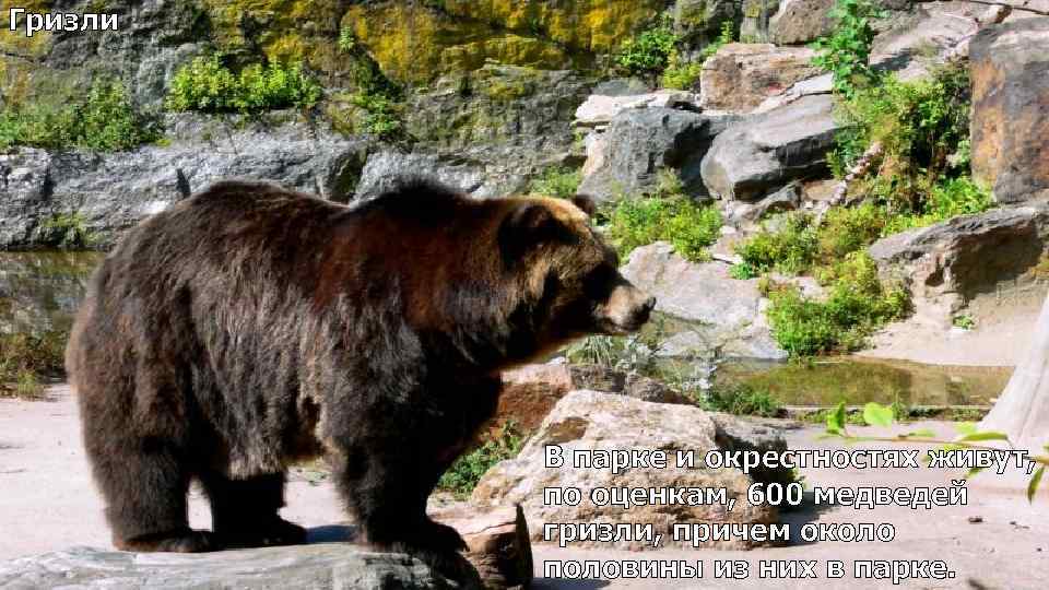 Гризли В парке и окрестностях живут, по оценкам, 600 медведей гризли, причем около половины