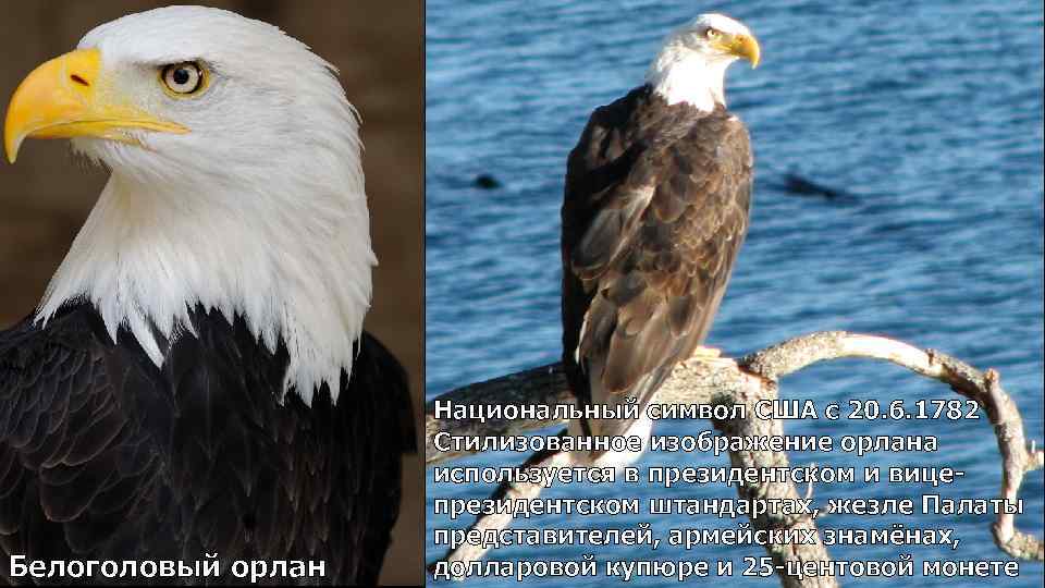 Белоголовый орлан Национальный символ США с 20. 6. 1782 Стилизованное изображение орлана используется в