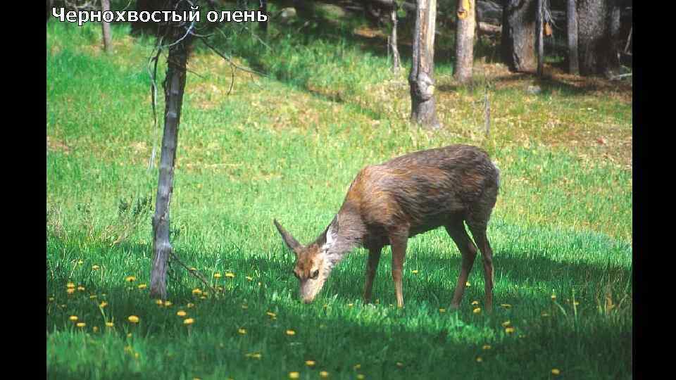 Чернохвостый олень 