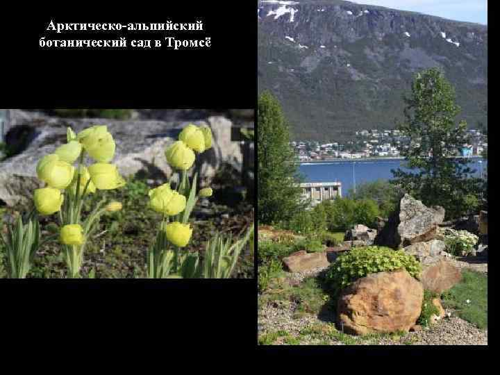 Арктическо-альпийский ботанический сад в Тромсё 