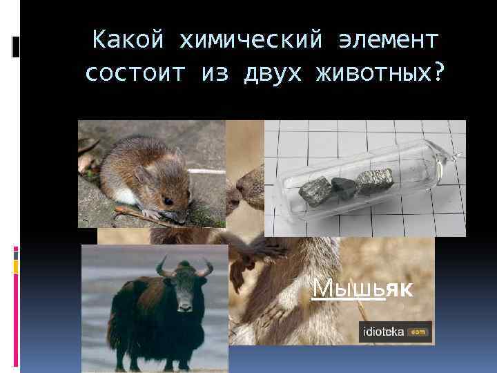 Какой химический элемент состоит из двух животных? Мышьяк 