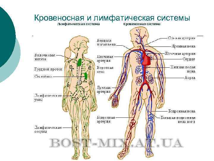 Кровеносная и лимфатическая системы 