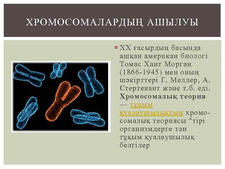 ХРОМОСОМАЛАРДЫҢ АШЫЛУЫ XX ғасырдың басында ашқан американ биологі Томас Хант Морган (1866 -1945) мен