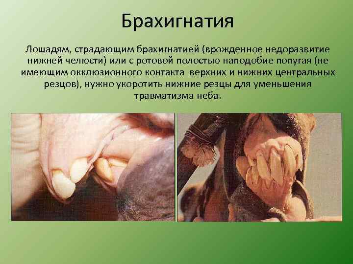 Брахигнатия Лошадям, страдающим брахигнатией (врожденное недоразвитие нижней челюсти) или с ротовой полостью наподобие попугая