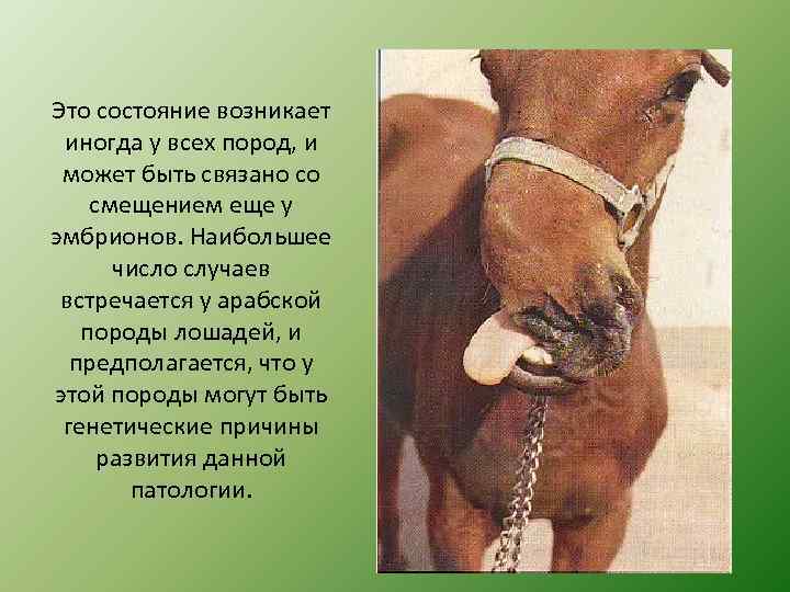 Это состояние возникает иногда у всех пород, и может быть связано со смещением еще