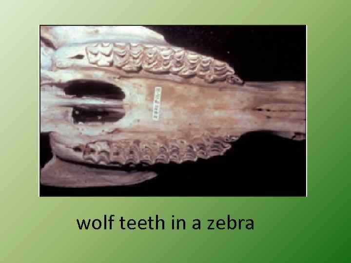 wolf teeth in a zebra 