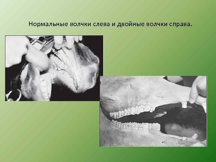 Нормальные волчки слева и двойные волчки справа. 