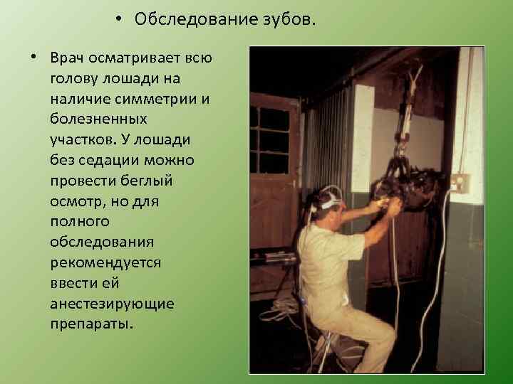  • Обследование зубов. • Врач осматривает всю голову лошади на наличие симметрии и