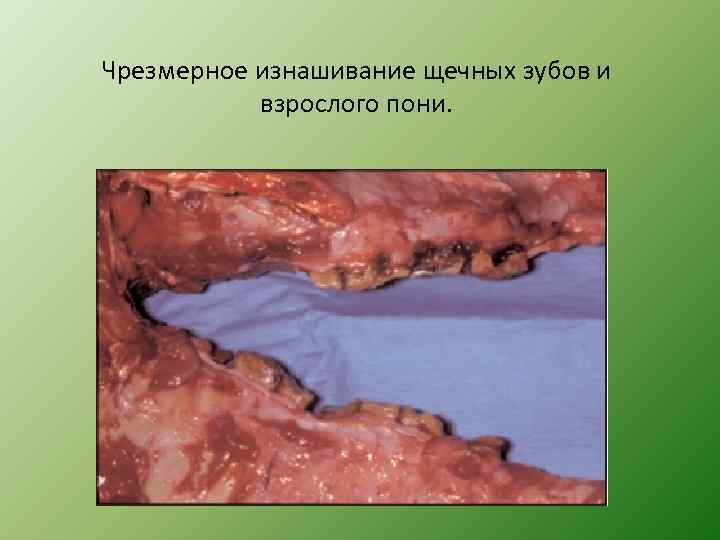 Чрезмерное изнашивание щечных зубов и взрослого пони. 