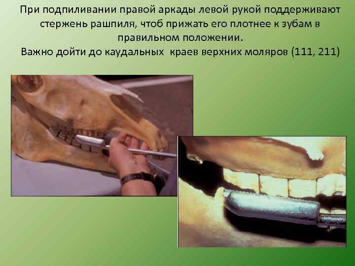 При подпиливании правой аркады левой рукой поддерживают стержень рашпиля, чтоб прижать его плотнее к