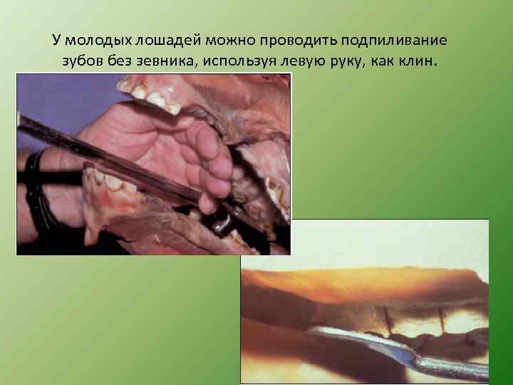 У молодых лошадей можно проводить подпиливание зубов без зевника, используя левую руку, как клин.