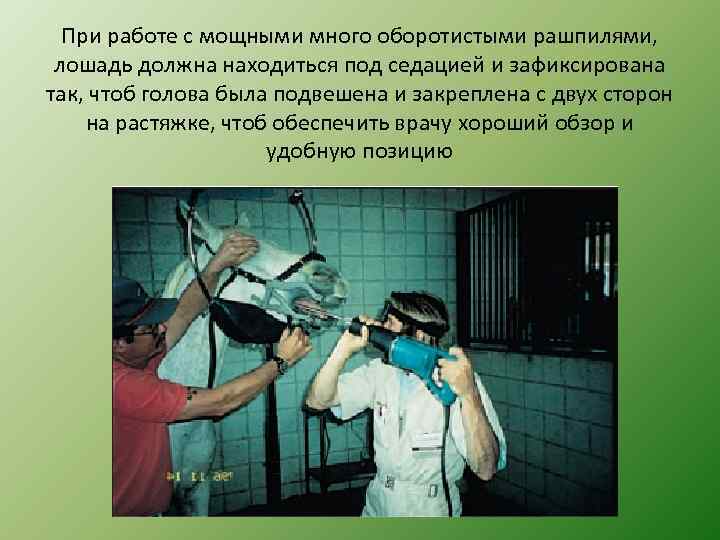 При работе с мощными много оборотистыми рашпилями, лошадь должна находиться под седацией и зафиксирована