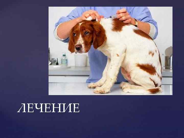 ЛЕЧЕНИЕ 