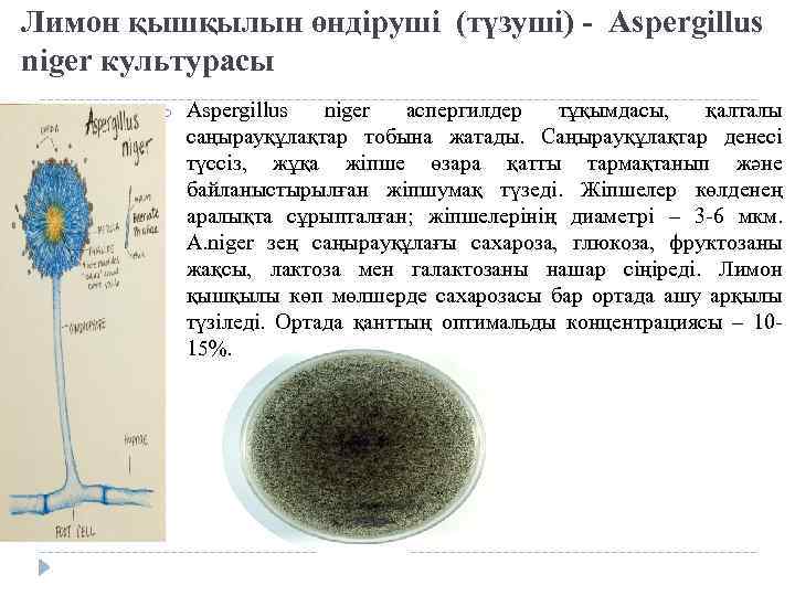 Лимон қышқылын өндіруші (түзуші) - Aspergillus niger культурасы o Aspergillus niger аспергилдер тұқымдасы, қалталы