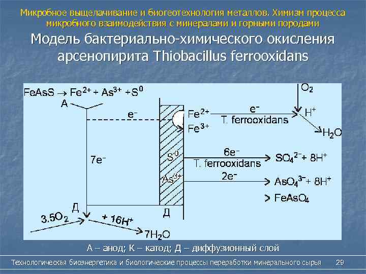 Микробное выщелачивание и биогеотехнология металлов. Химизм процесса микробного взаимодействия с минералами и горными породами
