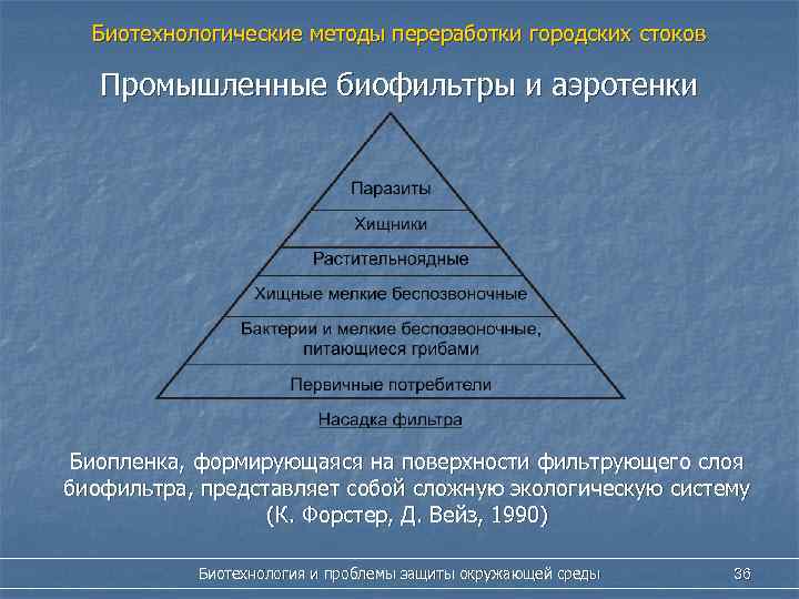 Биотехнологические методы переработки городских стоков Промышленные биофильтры и аэротенки Биопленка, формирующаяся на поверхности фильтрующего