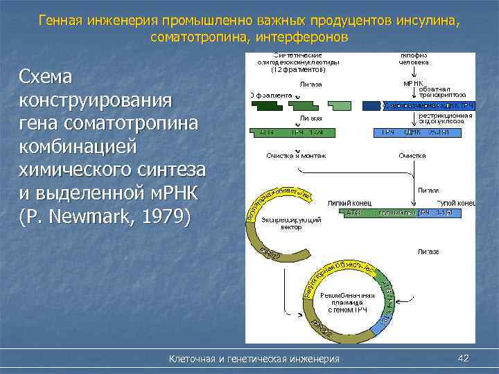 Генная инженерия промышленно важных продуцентов инсулина, соматотропина, интерферонов Схема конструирования гена соматотропина комбинацией химического