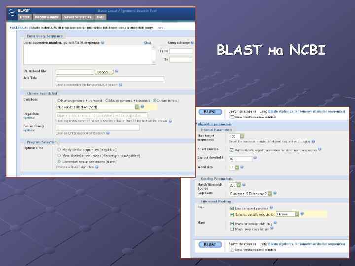 BLAST на NCBI 