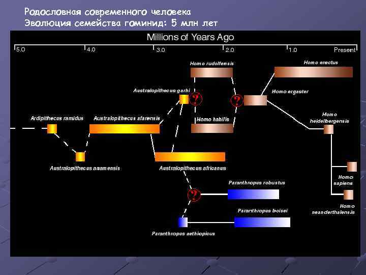 Родословная современного человека Эволюция семейства гоминид: 5 млн лет 
