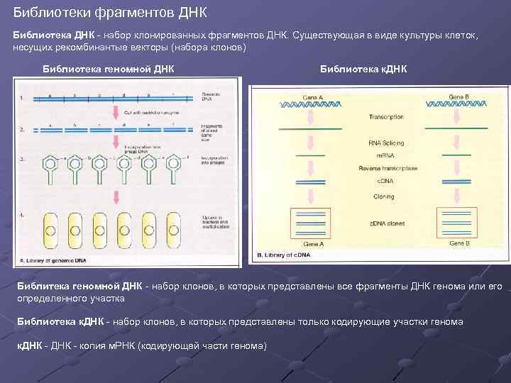 Библиотеки фрагментов ДНК Библиотека ДНК - набор клонированных фрагментов ДНК. Существующая в виде культуры