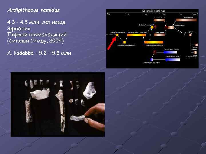 Ardipithecus ramidus 4. 3 - 4. 5 млн. лет назад Эфиопия Первый прямоходящий (Силеши