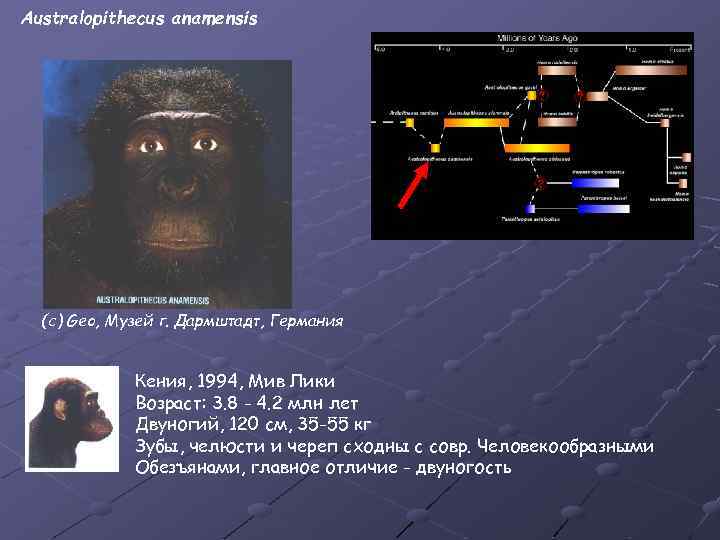 Australopithecus anamensis (с) Geo, Музей г. Дармштадт, Германия Кения, 1994, Мив Лики Возраст: 3.