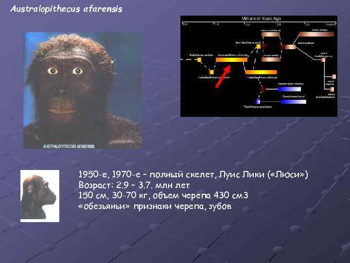 Australopithecus afarensis 1950 -e, 1970 -e – полный скелет, Луис Лики ( «Люси» )