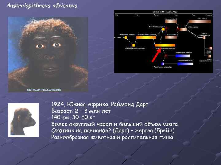 Australopithecus africanus 1924, Южная Африка, Раймонд Дарт Возраст: 2 – 3 млн лет 140