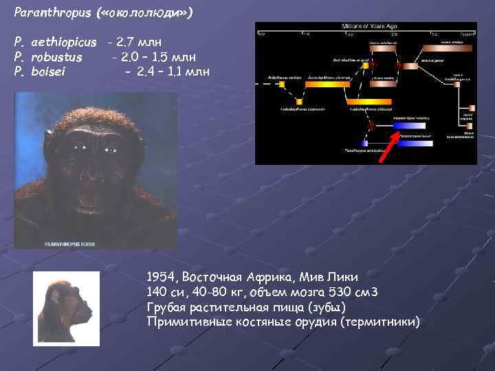 Paranthropus ( «окололюди» ) P. aethiopicus - 2. 7 млн P. robustus - 2.