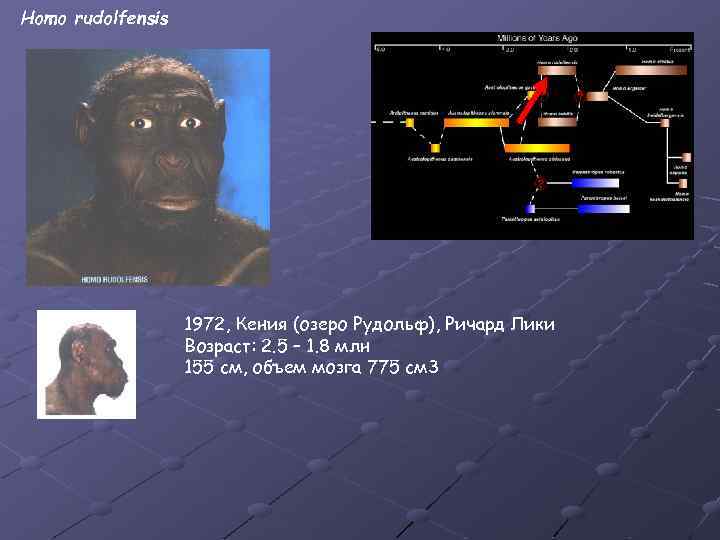 Homo rudolfensis 1972, Кения (озеро Рудольф), Ричард Лики Возраст: 2. 5 – 1. 8