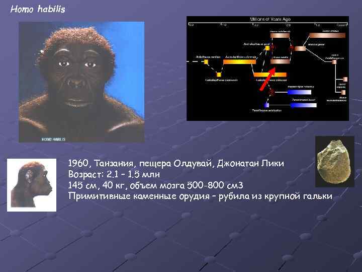 Homo habilis 1960, Танзания, пещера Олдувай, Джонатан Лики Возраст: 2. 1 – 1. 5