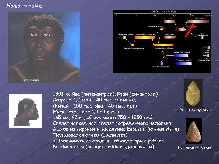 Homo erectus 1891, о. Ява (питекантроп), Ктай (синантроп) Возраст: 1. 2 млн – 40