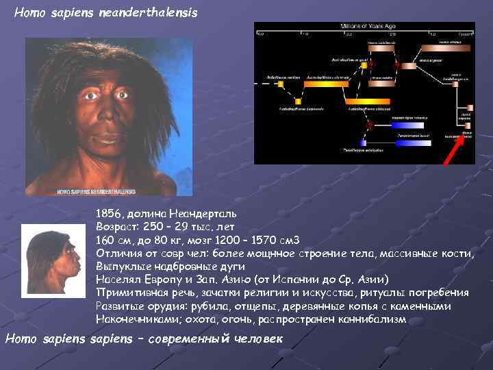 Homo sapiens neanderthalensis 1856, долина Неандерталь Возраст: 250 – 29 тыс. лет 160 см,