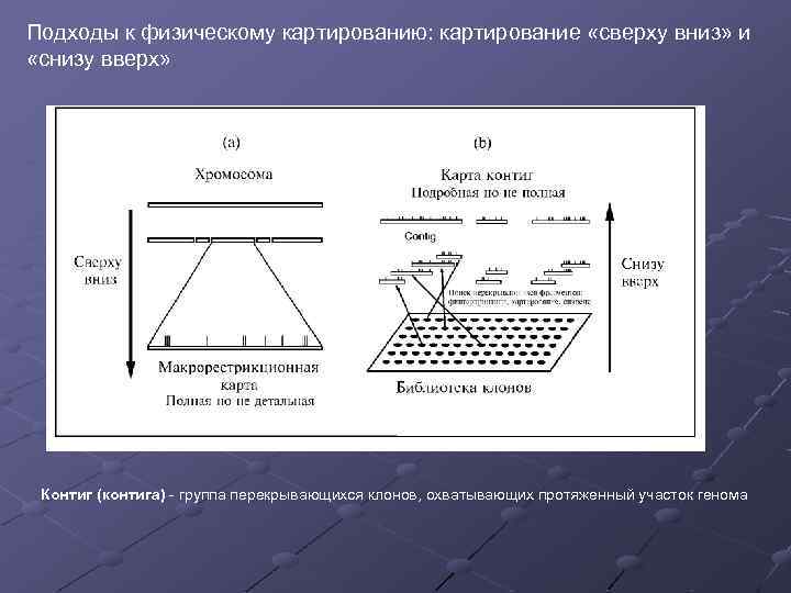 Подходы к физическому картированию: картирование «сверху вниз» и «снизу вверх» Контиг (контига) - группа