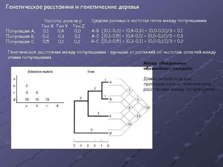 Генетическое расстояния и генетические деревья Популяция А. Популяция В. Популяция С Частоты аллеля p