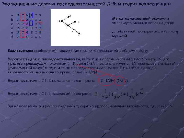 Эволюционные деревья последовательностей ДНК и теория коалесценции a b c d e f A