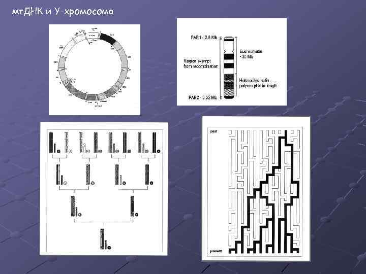 мт. ДНК и Y-хромосома 